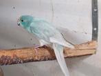 Kakariki blauwgezoomd ,cin mannen, Animaux & Accessoires, Mâle, Perruche, Bagué