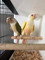 Couple pyrrhura creme ino, Animaux & Accessoires, Mâle