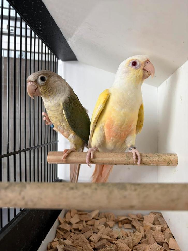 Pyrrhura creme in een koppel, Dieren en Toebehoren, Vogels | Parkieten en Papegaaien, Mannelijk