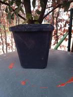 Kweekpotjes,800 stuks, Tuin en Terras, Ophalen of Verzenden