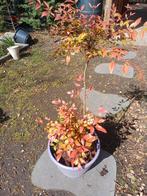 1 hemelse bamboe, Tuin en Terras, Planten | Tuinplanten, Ophalen