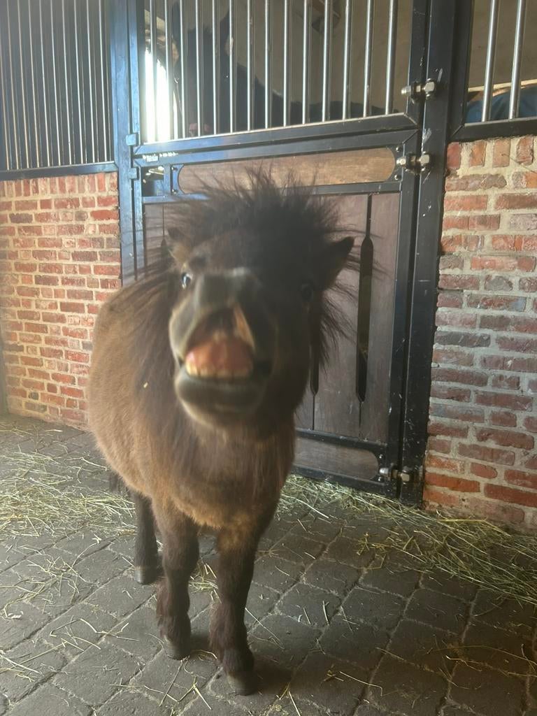 De tofste shet van internet, Dieren en Toebehoren, Met stamboom, Hengst, A pony (tot 1.17m), 3 tot 6 jaar