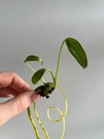 Monstera burle marx flame stekje, Huis en Inrichting, Kamerplanten, Ophalen