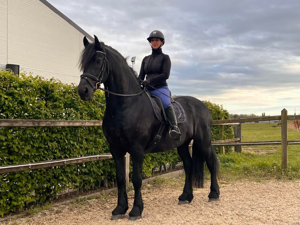 Très belle frise à vendre, Animaux & Accessoires, Chevaux