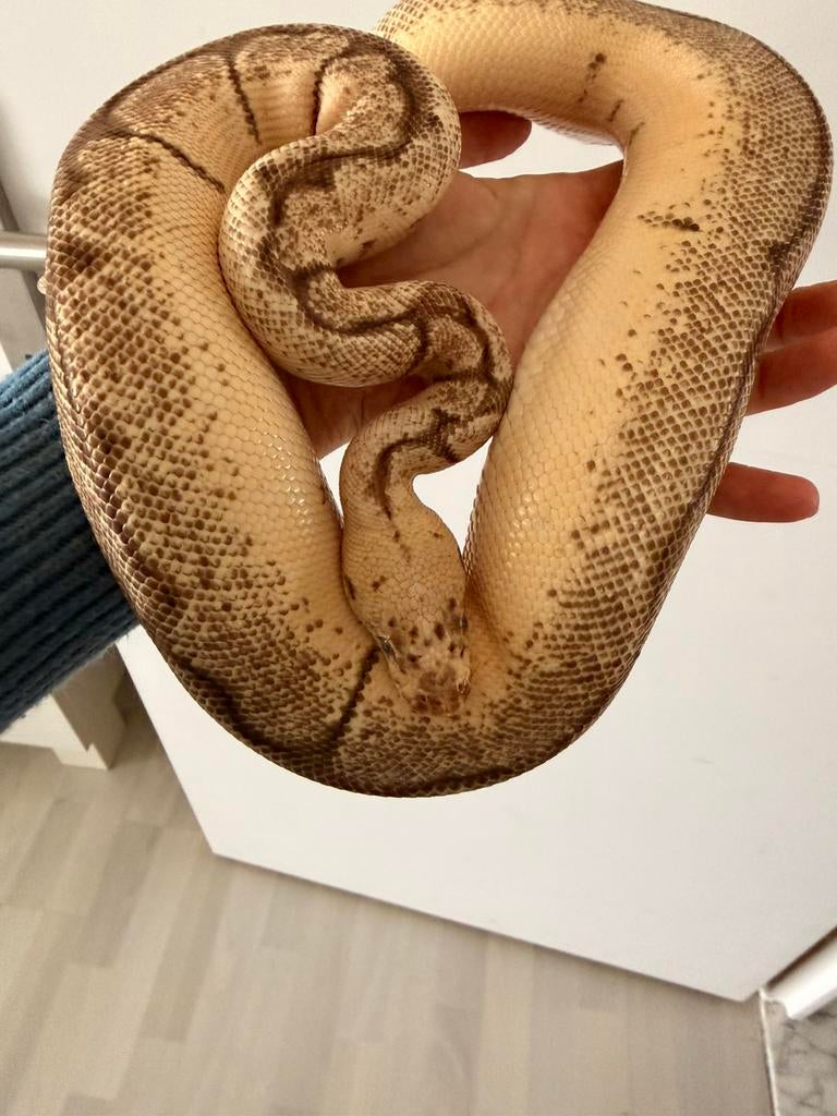 0.1 Python – lichte morph (mogelijk Bongo / Yellow Belly?), Dieren en Toebehoren