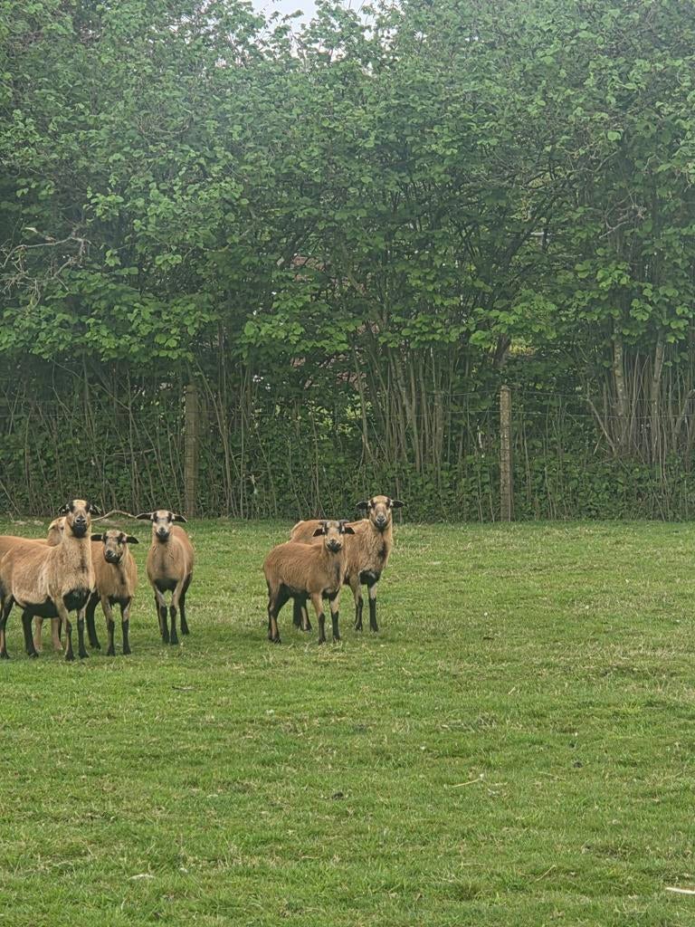 Kameroen schapen., Dieren en Toebehoren, Schapen, Geiten en Varkens, Meerdere dieren, Schaap, 0 tot 2 jaar