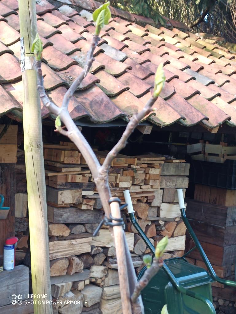 vijgenboom nog 4 stuks ( lekker fruit ), Tuin en Terras, Planten | Fruitbomen, Vijgenboom, Ophalen