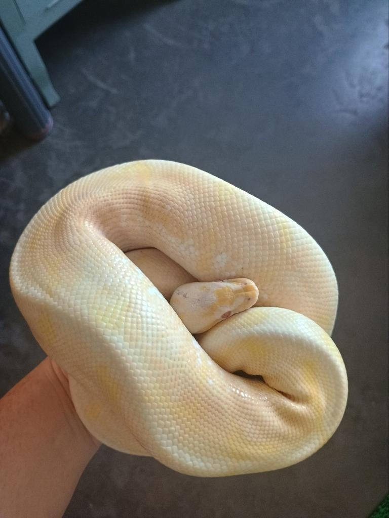 Ball python man, Dieren en Toebehoren, Reptielen en Amfibieën, Slang, 3 tot 6 jaar, Met terrarium