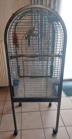 papegaaien (rosella's), Dieren en Toebehoren, Papegaai, Tam