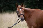 Vayana of Cobronc 6 jaar, Dieren en Toebehoren, Merrie, Minder dan 160 cm, Niet van toepassing, 3 tot 6 jaar