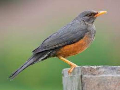 PELIOS LIJSTER, Dieren en Toebehoren, Vogels | Overige Vogels, Mannelijk, Tam, Geringd