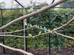 Mannelijke Grasparkieten te koop of te ruilen voor vrouwtjes, Dieren en Toebehoren, Vogels | Parkieten en Papegaaien