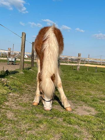 Haflinger hengst jaarling