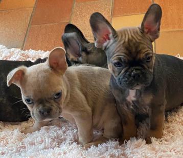 franse bulldog pups,teefje en reutje beschikbaar voor biedingen