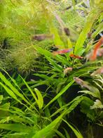 Endler guppy’s 30 st 20 euro, Dieren en Toebehoren, Vissen | Aquariumvissen