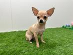 Chihuahua pups, Dieren en Toebehoren, België, 8 tot 15 weken, CDV (hondenziekte), Meerdere