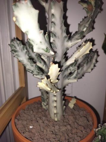 Euphorbia lactea white ghost stek beschikbaar voor biedingen