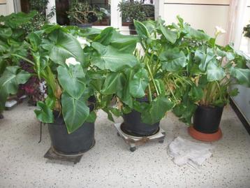 Calla of Aronskelk planten in grote pot/kuip