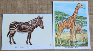 2 prenten: zebra en giraf beschikbaar voor biedingen