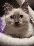 Chatons Ragdoll Blue Point, Chat, Vermifugé, 0 à 2 ans