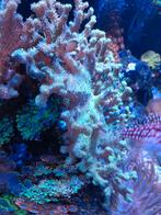 Leder, Dieren en Toebehoren, Vissen | Aquaria en Toebehoren, Ophalen