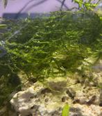 Plagiomnium affine (mos), Ophalen of Verzenden