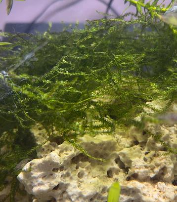 Plagiomnium affine (mos) beschikbaar voor biedingen