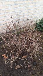 Stekelbezen struik, Tuin en Terras, Planten | Tuinplanten, Ophalen