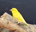 Pheo sijs  man, Dieren en Toebehoren, Vogels | Kanaries