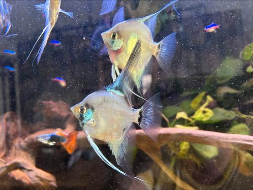 Blue Pinoy Paraiba Maanvissen, Dieren en Toebehoren, Vissen | Aquariumvissen, Zoetwatervis, Vis, Schoolvis
