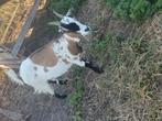 Mieken van 2jaar.5, Dieren en Toebehoren, Schapen, Geiten en Varkens, Vrouwelijk, Geit, 0 tot 2 jaar