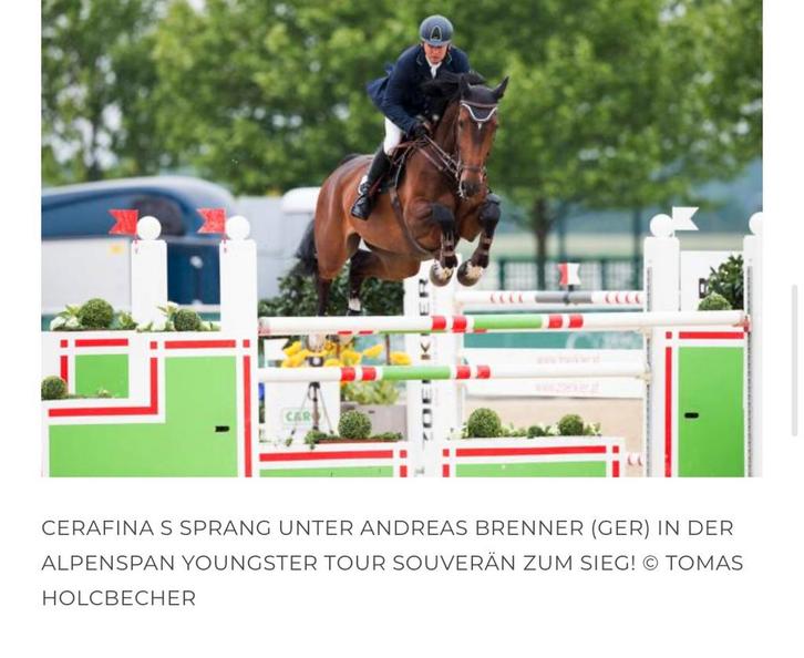 Fokmerrie Chacco Blue, Dieren en Toebehoren, Paarden en Pony's | Dekhengsten en Fokmerries, Merrie