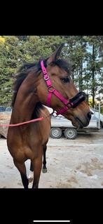 Te koop:️Clyotte – de merrie die je hart steelt”, Dieren en Toebehoren, Paarden, Merrie, Gechipt, Niet van toepassing, 11 jaar of ouder