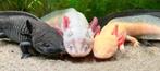 Op zoek naar salamanders of axolotls, Dieren en Toebehoren