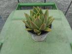 planten, Overige soorten, Vaste plant, Ophalen of Verzenden, Halfschaduw