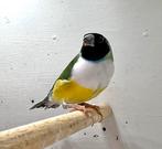 Koppel natuurbroed, Dieren en Toebehoren, Vogels | Overige Vogels