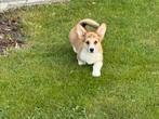 Welsh Corgi Pembroke pups te koop, Dieren en Toebehoren, België, Overige rassen, CDV (hondenziekte), 8 tot 15 weken