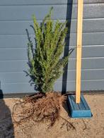 Taxus baccata 60/80 wortelgoed, Enlèvement, Taxus, Haie, Moins de 100 cm