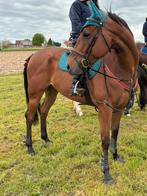 Lieve thoroughbred ruin, Dieren en Toebehoren, Paarden, Gechipt, Ruin, L, 7 tot 10 jaar