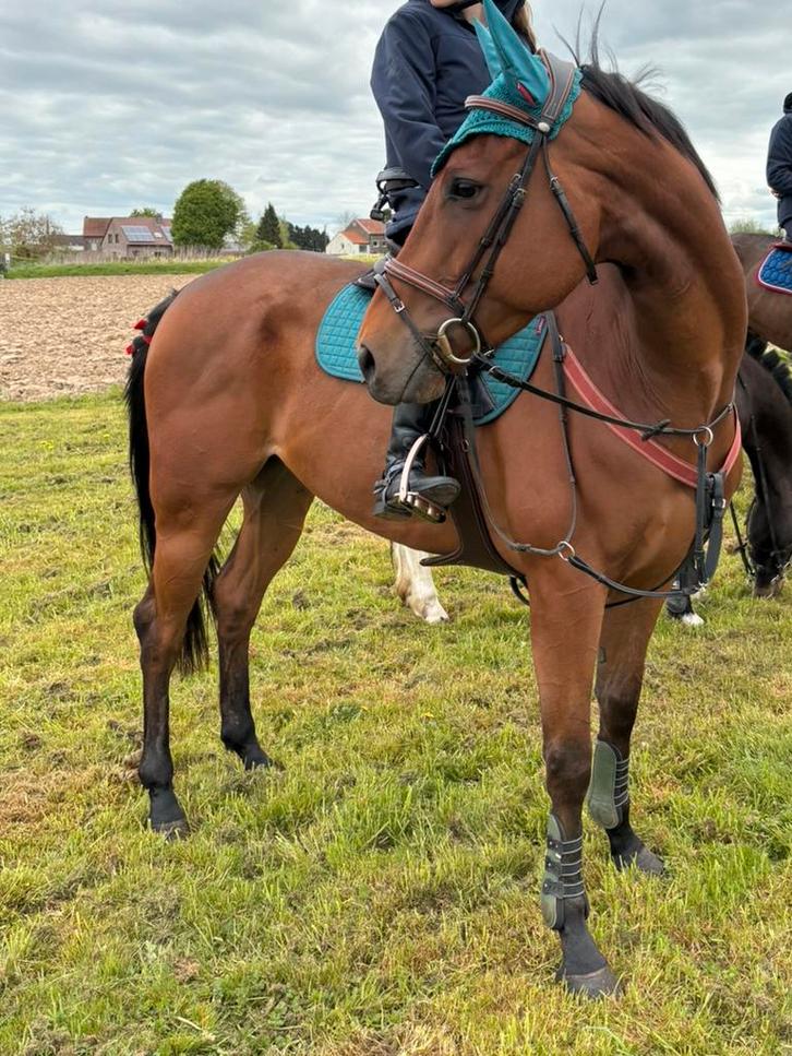 Lieve thoroughbred ruin, Dieren en Toebehoren, Paarden, Ruin, L, 160 tot 165 cm, 7 tot 10 jaar, Recreatiepaard, Met stamboom, Gechipt