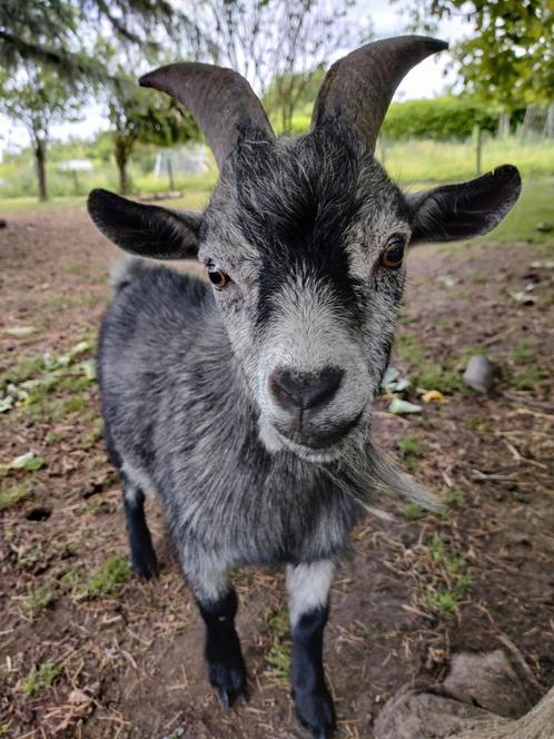 West-Afrikaanse blauwschimmel dwerggeit bok, Dieren en Toebehoren, Schapen, Geiten en Varkens, Geit, Mannelijk, 0 tot 2 jaar