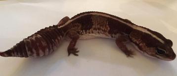 Afrikaanse vetstaart gekko's beschikbaar beschikbaar voor biedingen