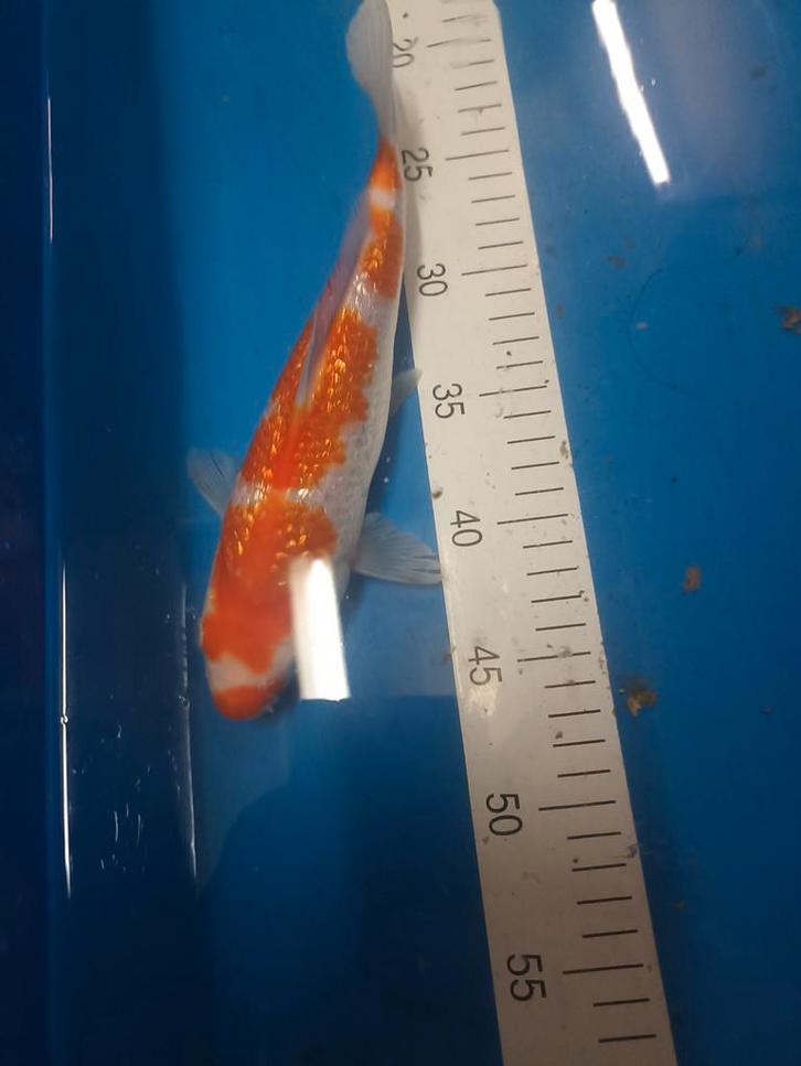 Japanse koi kohaku +sanke prijs voor de 3 enkel deze maand, Dieren en Toebehoren, Vissen | Vijvervissen