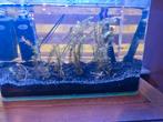 Aquarium plantjes te ruil, Overige typen, Zoetwatervis