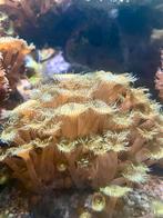 Grote steen met groene palythoa, Ophalen