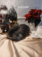 Konijnen, Dieren en Toebehoren, Meerdere dieren, Klein, 0 tot 2 jaar