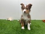 Australische Herder pups, Dieren en Toebehoren, Parvo, België, Reu, 8 tot 15 weken