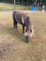 amha merrie, Dieren en Toebehoren, Pony's, Merrie, Niet van toepassing, A pony (tot 1.17m), 7 tot 10 jaar