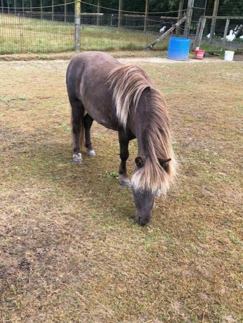amha merrie, Dieren en Toebehoren, Pony's, Merrie, Niet van toepassing, A pony (tot 1.17m), Recreatiepony, 7 tot 10 jaar, Met stamboom