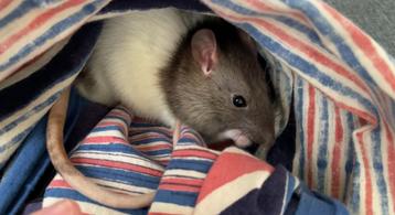 Tamme rat beschikbaar voor biedingen